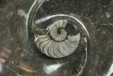 Round Fossil Goniatite Dish #74002-1
